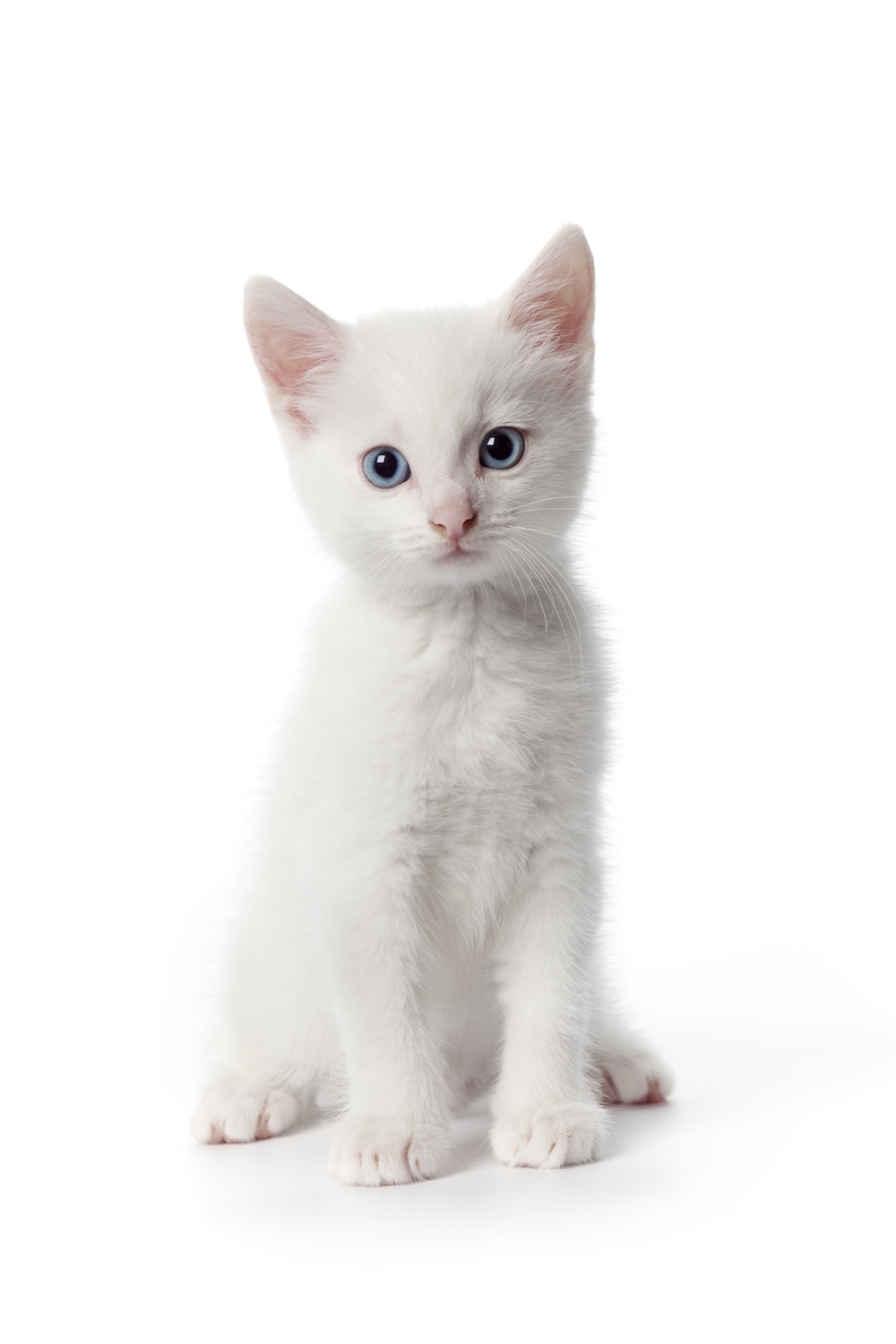 Animaux